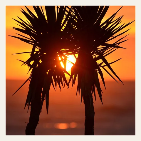 Cover art of Barefoot in the Tide: palm silhouettes against an orange sunset